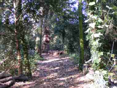 The Birches Nature Reserve - City of London Cemetery